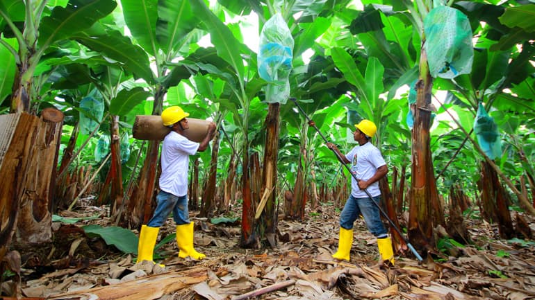 Banana packing process — FrutiBanana Ecuador