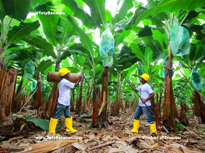 Banana plantation — Guayas Province, Ecuador