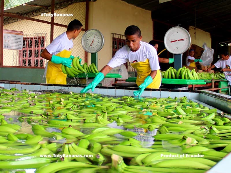 Banana product quality