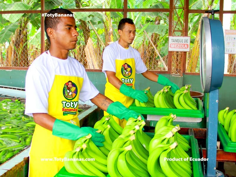 Premium banana — export-ready