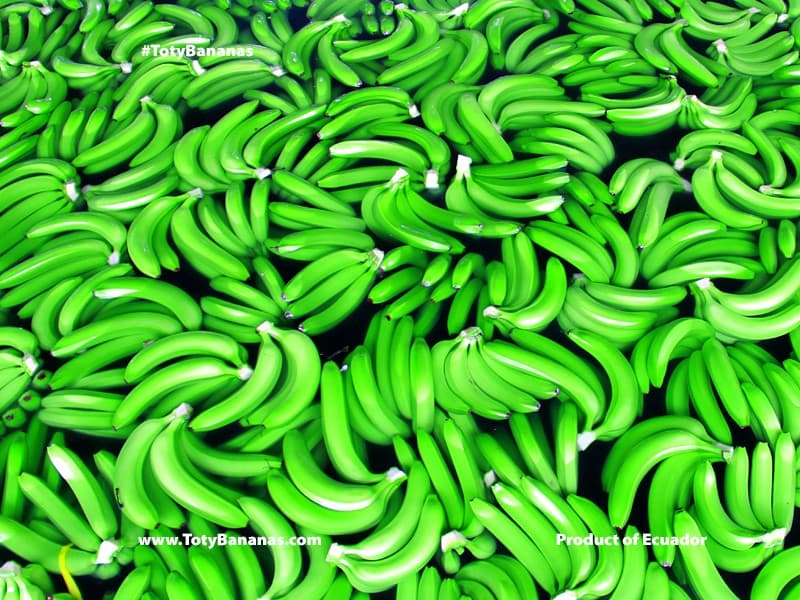 Banana export — container dispatch