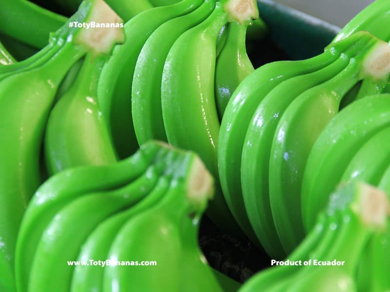 FrutiBanana team — Ecuador
