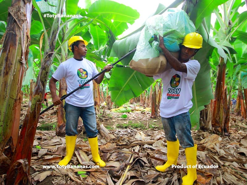 Banana cultivation — field operations