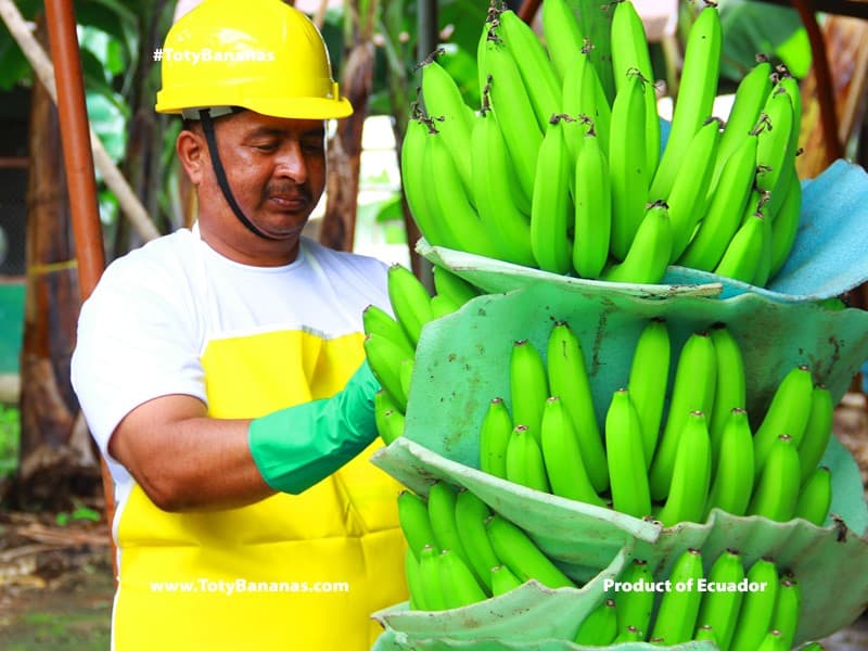 Banana plantation landscape — Ecuador