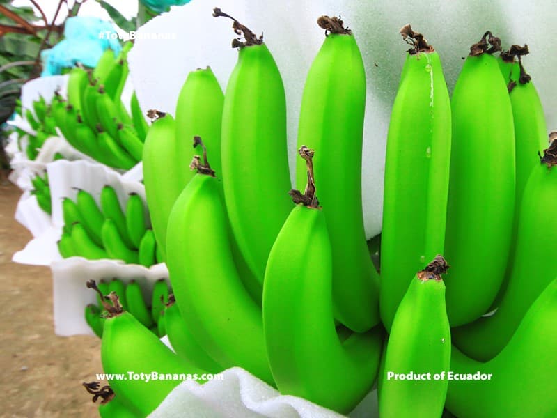 Banana crop — pre-harvest