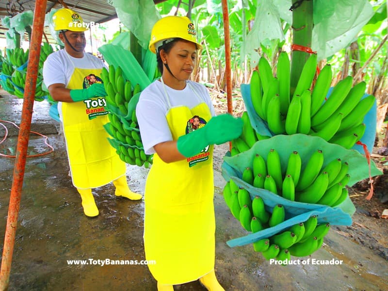 Packinghouse — banana washing station
