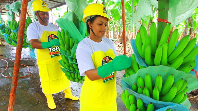 FrutiBanana plantation — Guayaquil, Ecuador