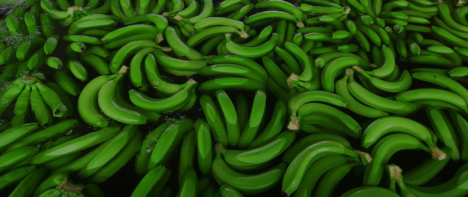 FrutiBanana refrigerated container — cold chain logistics